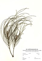 藏品(木麻黃)的圖片